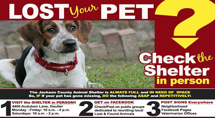 Lost your pet, check the shelter